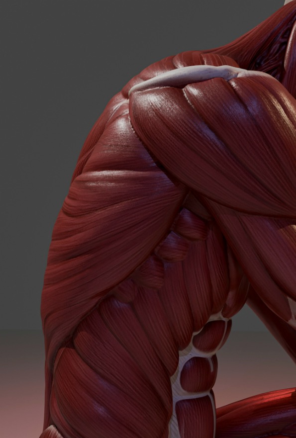 Anatomical illustration of the body's muscle system