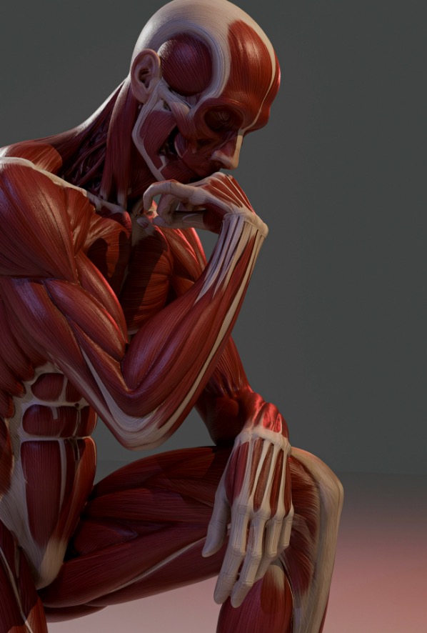 Anatomical illustration of the body's full muscle system