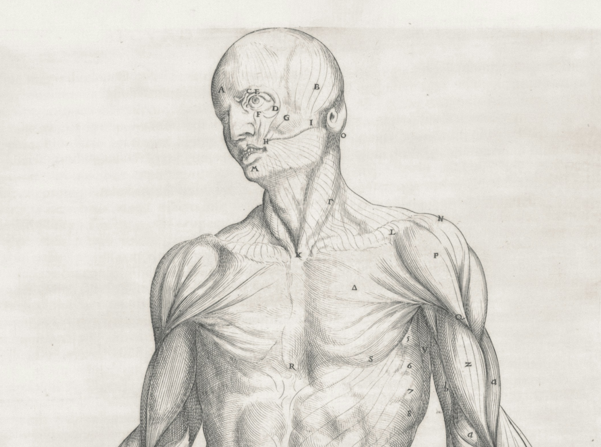 Anatomical illustration of the body's continuous muscle and fascia system